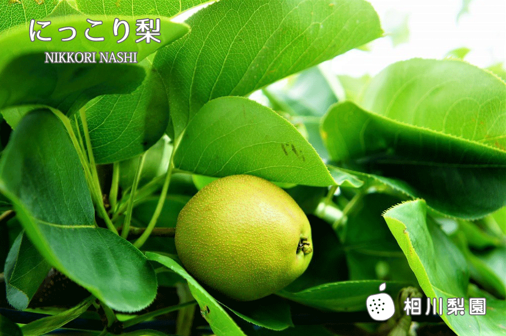 にっこり梨 果実7月上旬 | 梨の里＜宮＞相川梨園
